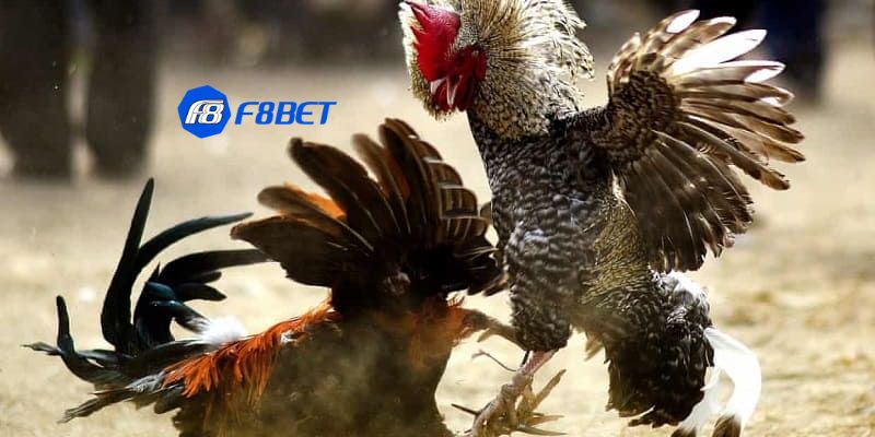 các loại hình đá gà Tổng hợp các loại hình đá gà online: Những đặc điểm và quy tắc chính