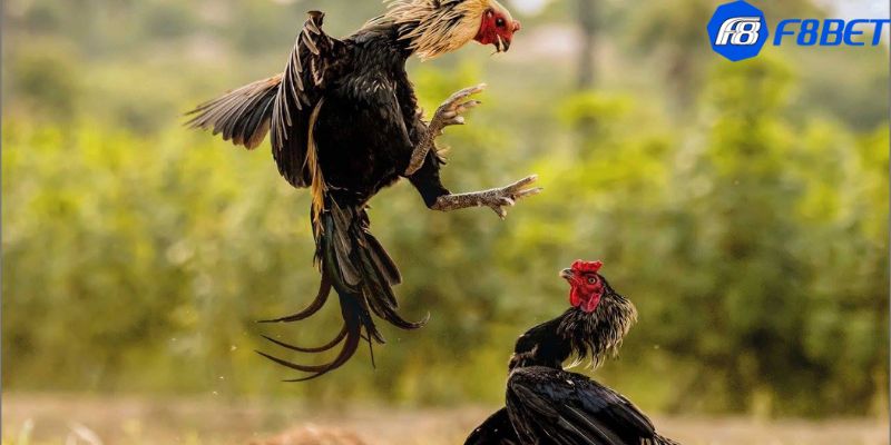 các loại hình đá gà Một số kinh nghiệm để cược đá gà online thành công