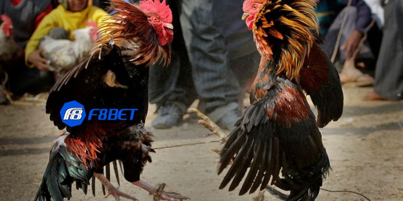 đá gà đòn Đá gà đòn là gì?