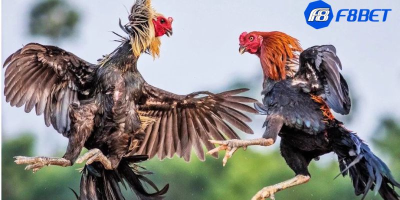 đá gà đòn Luật đá gà đòn: Quy tắc và chiến lược chiến thắng