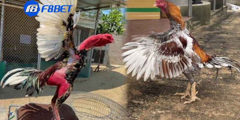 đá gà đòn Những lưu ý quan trọng khi tham gia đá gà đòn