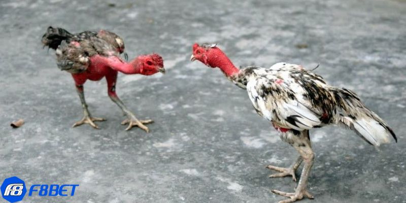 đá gà nòi Khám phá đá gà nòi: Một trò chơi đầy hấp dẫn