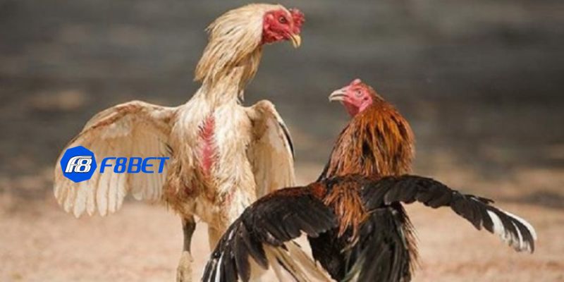 trực tiếp đá gà Mỹ Tìm hiểu về trực tiếp đá gà Mỹ là gì?