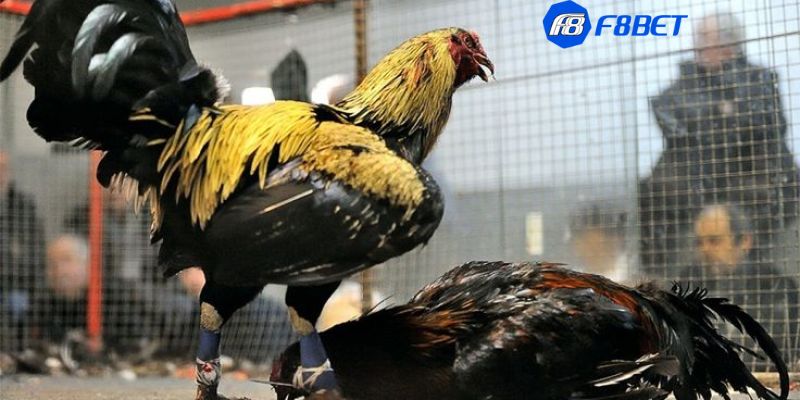 trực tiếp đá gà Mỹ Quy trình đá gà Mỹ: Những bước đầu tư cho trận đấu kịch tính