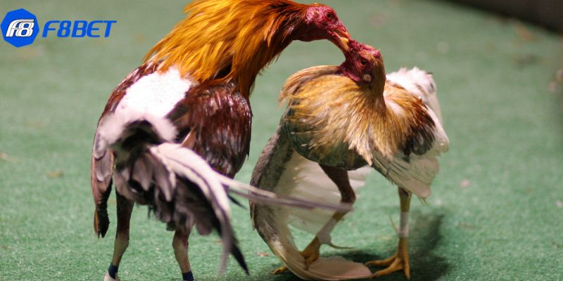 trực tiếp đá gà Mỹ Lợi ích của việc xem trực tiếp đá gà Mỹ bạn nên biết