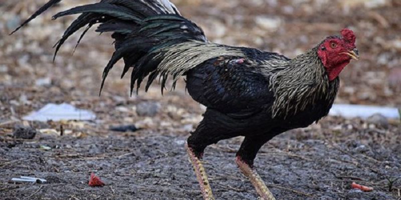 Chọn gà khoẻ mạnh