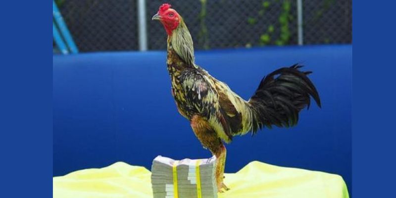 Đá gà chọi Thái Lan là loại hình hợp pháp tại đây