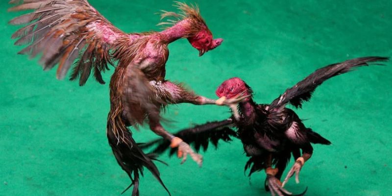 Phong cách đặc trưng của chiến kê tại Thái