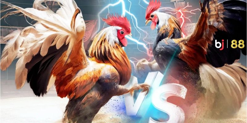 Hút hồn người chơi mỗi ngày