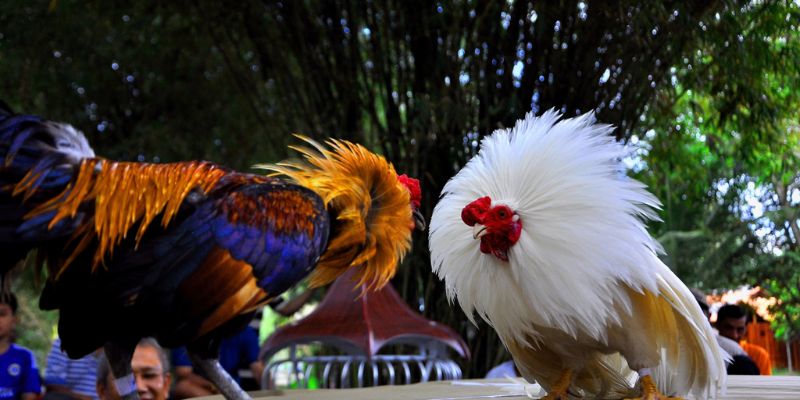 Mẹo chinh phục gà chiến campuchia