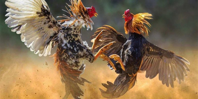 Những điểm nổi bật tại gà chiến campuchia