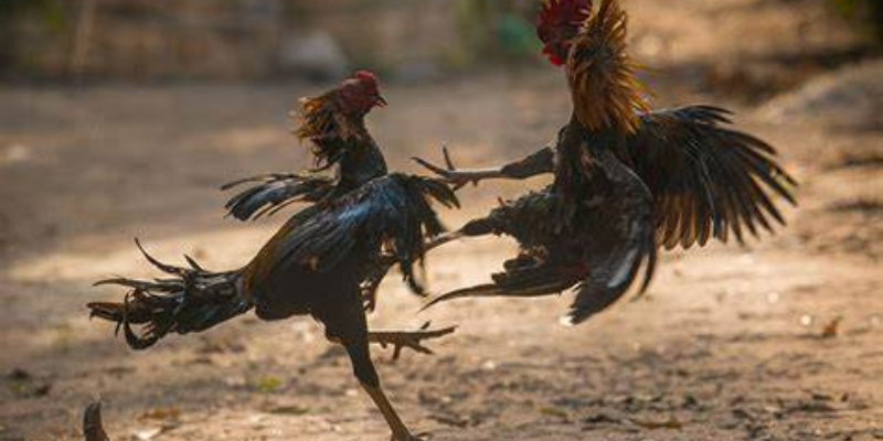 Khám phá đấu trường gà cựa dao Pro
