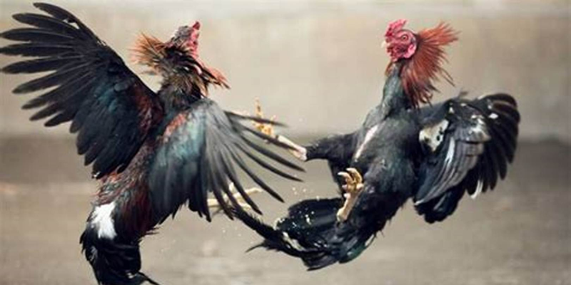 Các yếu tố ảnh hưởng chiến kê