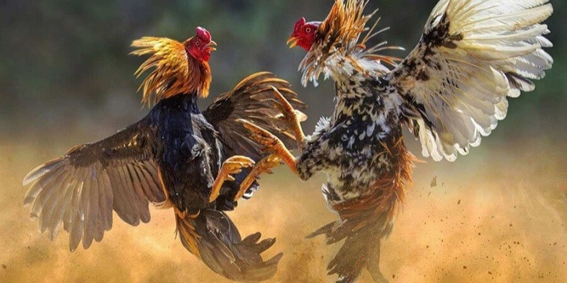 Cách tối ưu hoá cơ hội thắng